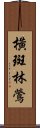 橫斑林鶯 Scroll