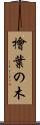檜葉の木 Scroll