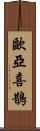 歐亞喜鵲 Scroll