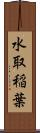 水取稲葉 Scroll