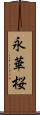永華桜 Scroll