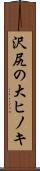 沢尻の大ヒノキ Scroll