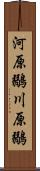 河原鶸 Scroll