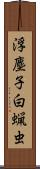 浮塵子 Scroll