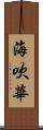 海吹華 Scroll