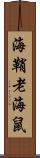 海鞘 Scroll