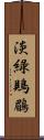 淡綠鵙鶥 Scroll