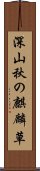 深山秋の麒麟草 Scroll