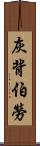 灰背伯勞 Scroll