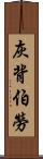 灰背伯勞 Scroll