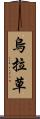 烏拉草 Scroll