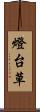 燈台草 Scroll