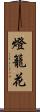 燈籠花 Scroll