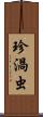 珍渦虫 Scroll