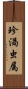 珍渦虫属 Scroll