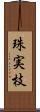 珠実枝 Scroll