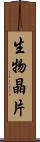 生物晶片 Scroll