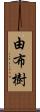 由布樹 Scroll