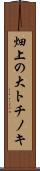 畑上の大トチノキ Scroll
