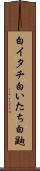 白イタチ Scroll