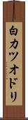白カツオドリ Scroll