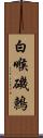 白喉磯鶇 Scroll
