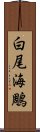 白尾海鵰 Scroll