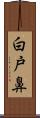 白戸鼻 Scroll