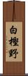 白樫野 Scroll