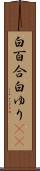 白百合 Scroll