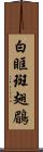白眶斑翅鶥 Scroll