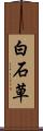 白石草 Scroll