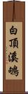 白頂溪鴝 Scroll