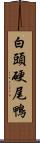 白頭硬尾鴨 Scroll