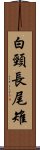 白頸長尾雉 Scroll