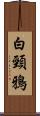 白頸鴉 Scroll