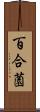 百合薗 Scroll