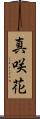 真咲花 Scroll