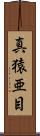 真猿亜目 Scroll