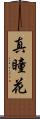 真瞳花 Scroll