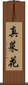 真菜花 Scroll