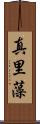 真里藻 Scroll