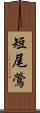 短尾鶯 Scroll