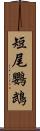 短尾鸚鵡 Scroll