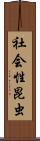 社会性昆虫 Scroll