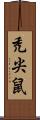 禿尖鼠 Scroll