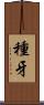 種牙 Scroll