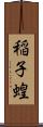 稲子 Scroll