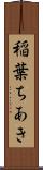 稲葉ちあき Scroll