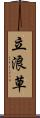 立浪草 Scroll